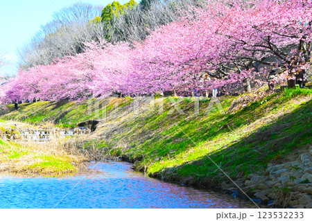 満開に咲いた加茂川公園の河津桜 123532233