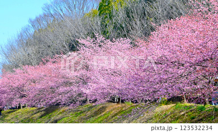 満開に咲いた加茂川公園の河津桜 123532234