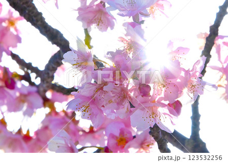 太陽の光ときれいな河津桜 太陽の光ときれいな河津桜 123532256