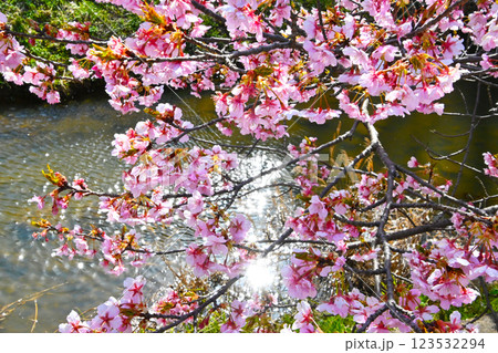 満開に咲いた加茂川公園の河津桜 123532294
