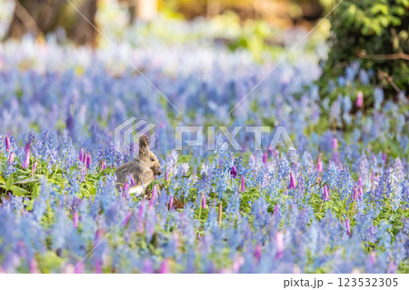 北海道浦臼神社の風景 北海道浦臼神社の風景 123532305