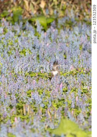 北海道浦臼神社の風景 北海道浦臼神社の風景 123532309