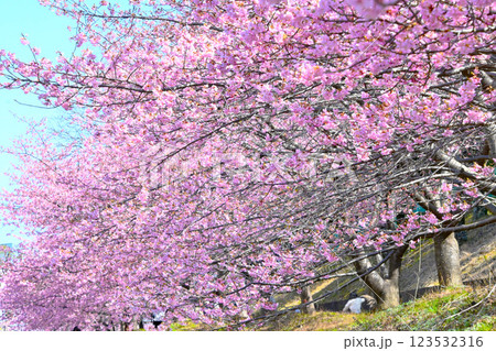 満開に咲いた加茂川公園の河津桜 123532316
