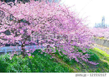 満開に咲いた加茂川公園の河津桜 123532317
