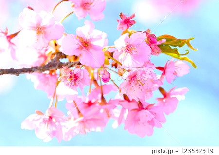ピンクの花びらが綺麗な河津桜 ピンクの花びらが綺麗な河津桜 123532319