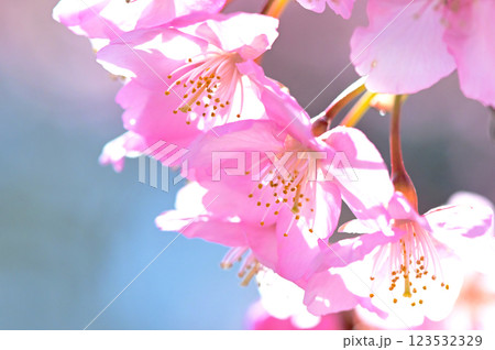 ピンクの花びらが綺麗な河津桜 123532329