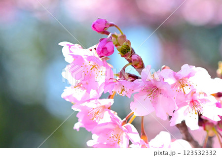 ピンクの花びらが綺麗な河津桜 123532332