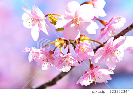 ピンクの花びらが綺麗な河津桜 ピンクの花びらが綺麗な河津桜 123532344