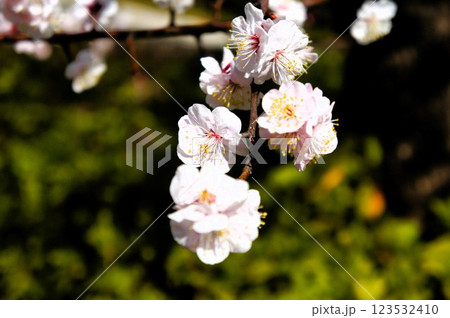 春の訪れを待つ白梅 123532410