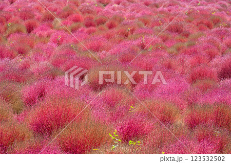 コキア　紅葉　国営ひたち海浜公園 123532502