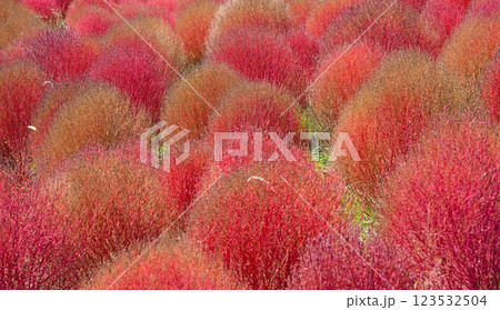 コキア　紅葉　国営ひたち海浜公園 123532504