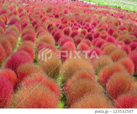 コキア　紅葉　国営ひたち海浜公園 123532507