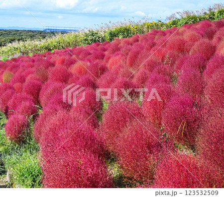 コキア　紅葉　国営ひたち海浜公園 123532509