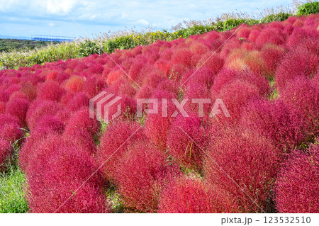コキア 紅葉 国営ひたち海浜公園 コキア 紅葉 国営ひたち海浜公園 123532510