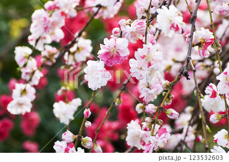 紅白のはな 123532603