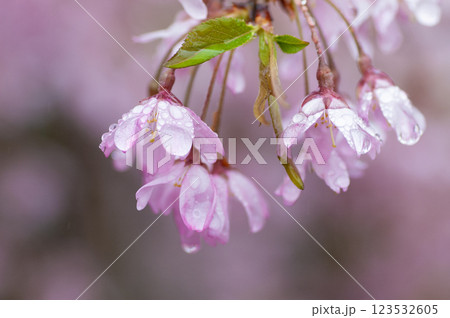 雨に濡れる桜 123532605