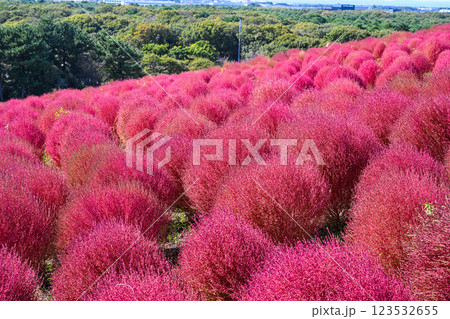 コキア　紅葉　国営ひたち海浜公園 123532655