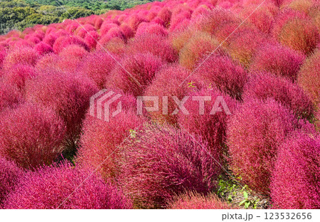 コキア　紅葉　国営ひたち海浜公園 123532656