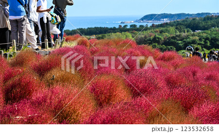 コキア　紅葉　国営ひたち海浜公園 123532658