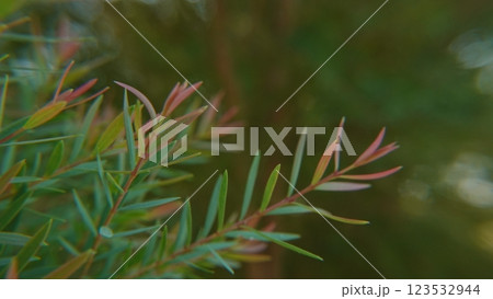 Melaleuca bracteata macro leaves small world Melaleuca bracteata macro leaves small world 123532944