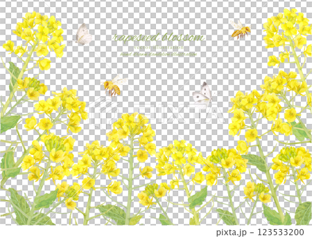 水彩油菜花背景素材 水彩油菜花背景素材 123533200