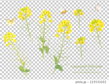 油菜花水彩畫的向量插圖 123533201