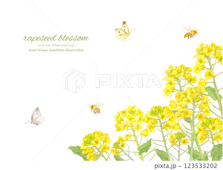水彩で描いた菜の花の背景素材 123533202