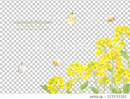 水彩で描いた菜の花の背景素材 123533202