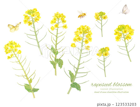 水彩で描いた菜の花のベクターカットイラスト 123533203