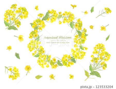 水彩で描いた菜の花のベクター水彩フレーム 123533204