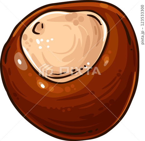 Chestnut Nut Colored Detailed Illustration 123533300