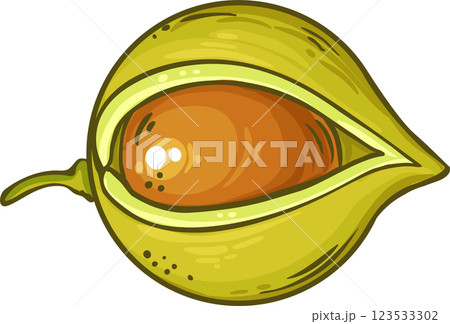 Macadamia  Nuts  Colored Detailed Illustration. 123533302