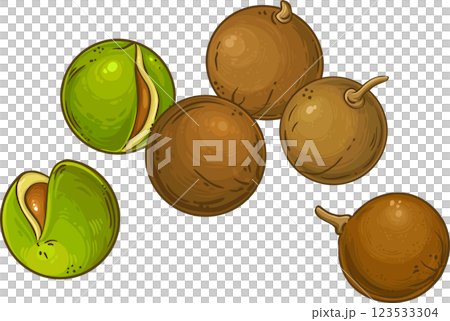 Mongongo Nuts Colored Detailed Illustration. 123533304