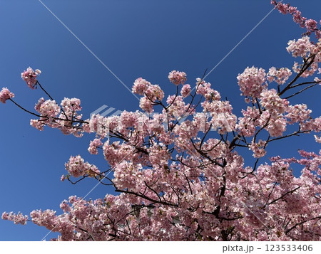 青空に映える満開の河津桜 青空に映える満開の河津桜 123533406