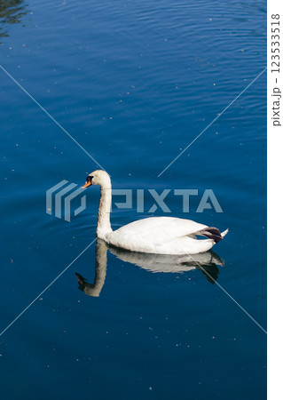 white swan swiming in river water alone 123533518