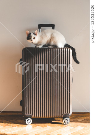 Suitcase for travel and vacation against light wall in room on sunny day with cat 123533526