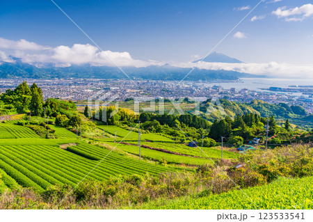 【静岡県】日本平の茶畑越しに清水の街並みと富士山 【静岡県】日本平の茶畑越しに清水の街並みと富士山 123533541