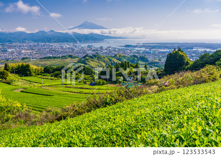 【静岡県】日本平の茶畑越しに清水の街並みと富士山 123533543