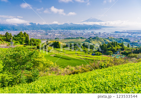 【静岡県】日本平の茶畑越しに清水の街並みと富士山 123533544