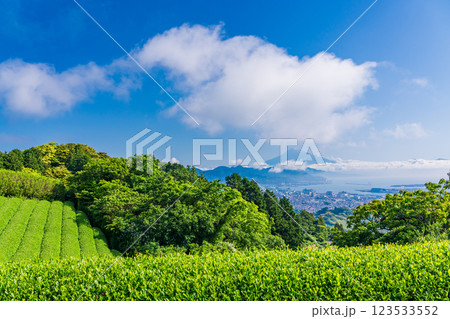 【静岡県】日本平の茶畑越しに清水の街並みと富士山 123533552