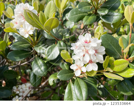 シャリンバイ(モッコクモドキ)の白い花 シャリンバイ(モッコクモドキ)の白い花 123533664