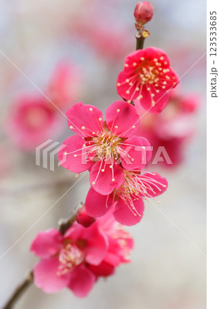 梅の花(紅千鳥) 梅の花(紅千鳥) 123533685