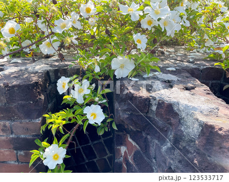 ナニワイバラ ナニワイバラ 123533717