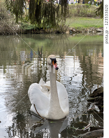 Swan Swimming in a Tranquil Pond 123533820