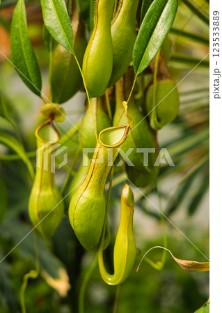 温室で栽培されている食虫植物のウツボカズラ 温室で栽培されている食虫植物のウツボカズラ 123533889