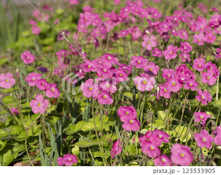 鮮やかなハナカタバミの花 鮮やかなハナカタバミの花 123533905