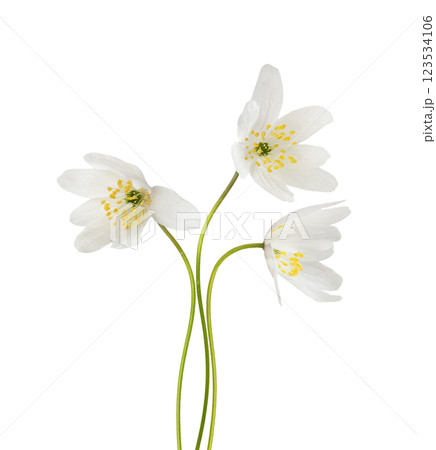Wild anemome flowers in a floral arrangement isolated 123534106