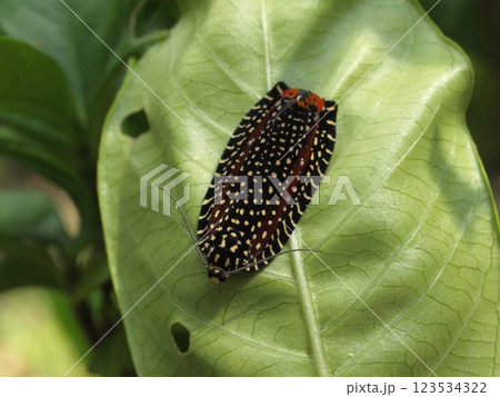 ビロードハマキガ 123534322