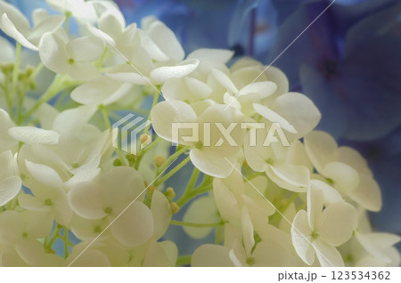 梅雨の時期のアジサイ 123534362