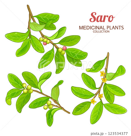 Saro Branch Leaves Colored Detailed Illustratio 123534377